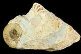 Ammonite Fossil - Boulemane, Morocco #122421-1